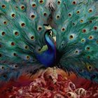OPETH — Sorceress album cover