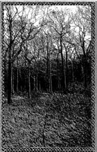 OSTOTS Forest Grave / Ostots II album cover