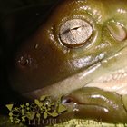 PHYLLOMEDUSA Litoria's Victim album cover