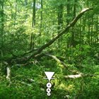 PHYLLOMEDUSA The Phortect​ /​ Blood Leaves album cover